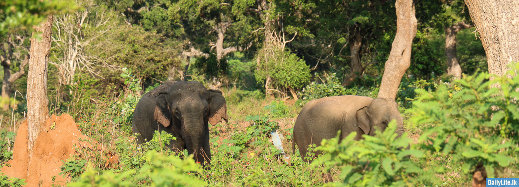 Elephants at Yala